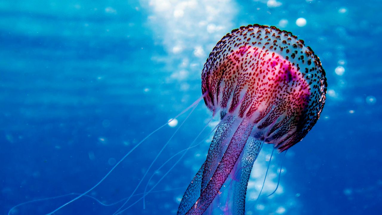 Ulisses | 6.ª Edição - Candidaturas